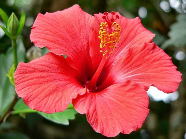 Duplex Hibiscus Διαμέρισμα Sainte-Clotilde Εξωτερικό φωτογραφία